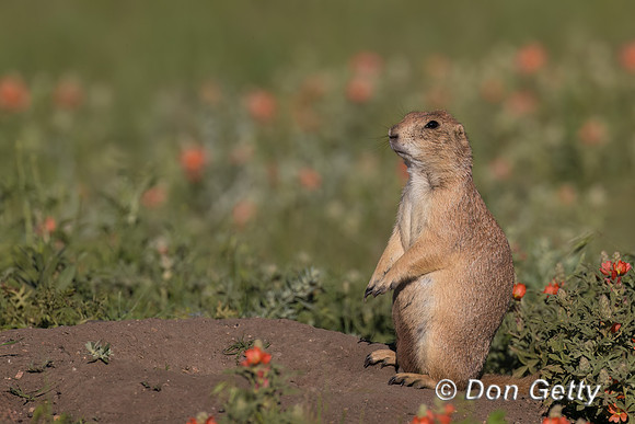 Prairie Dog