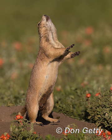 Prairie Dog