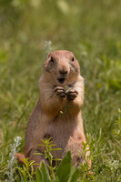 Prairie Dog