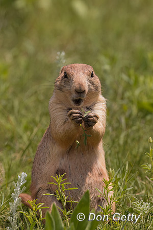 Prairie Dog