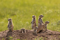 Prairie Dog