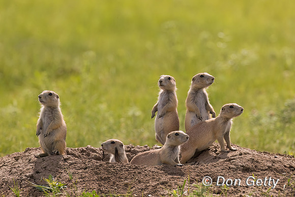 Prairie Dog