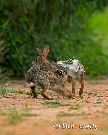 Rabbit_EC_45T9205