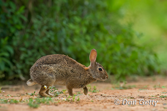 Rabbit_EC_45T9150