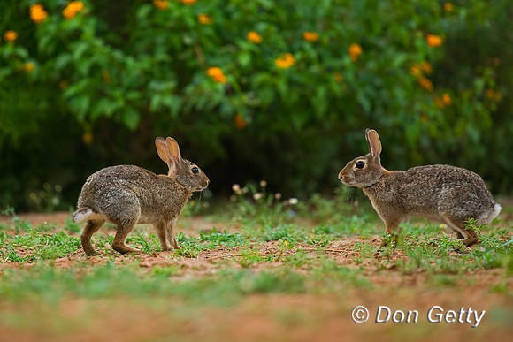 Rabbit_EC_45T9247