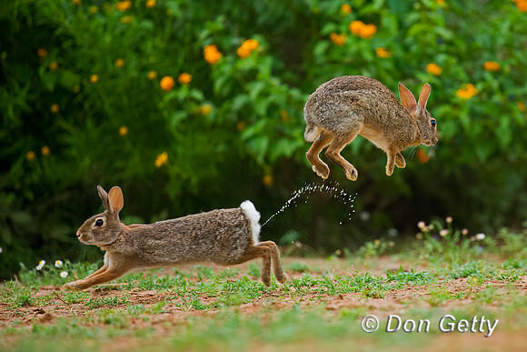Rabbit_EC_45T9251