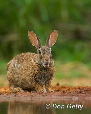 Rabbit_EC_45T8721