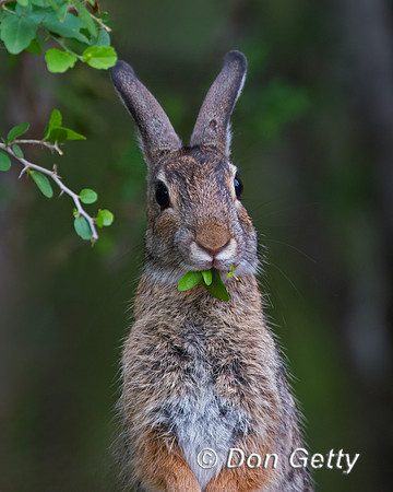 Rabbit_EC_45T9276