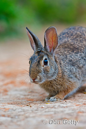 Rabbit_EC_45T9352