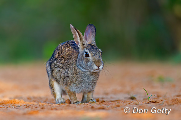 Rabbit_EC_Z2F4743