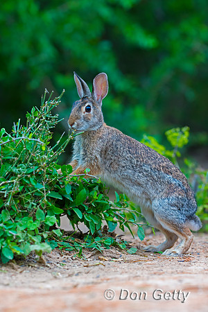 Rabbit_EC_45T9344