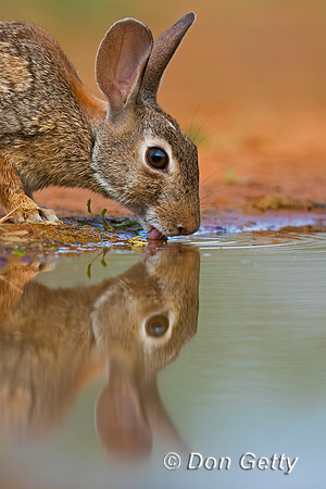 Rabbit_EC2C8A0976