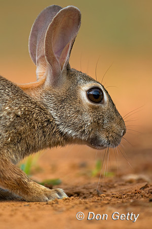 Rabbit_EC2C8A0941