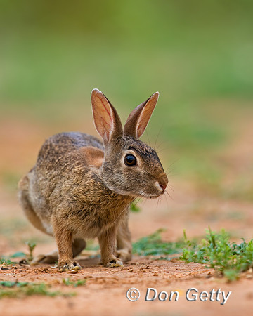 Rabbit_EC2C8A7324