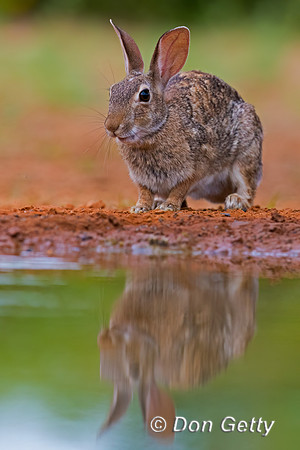 Rabbit_EC2C8A1138