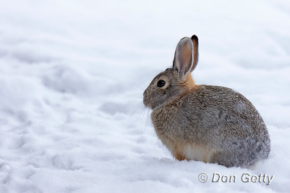 Mountain Cottontail Rabbit