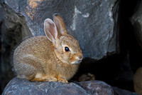 Mountain Cottontail Rabbit