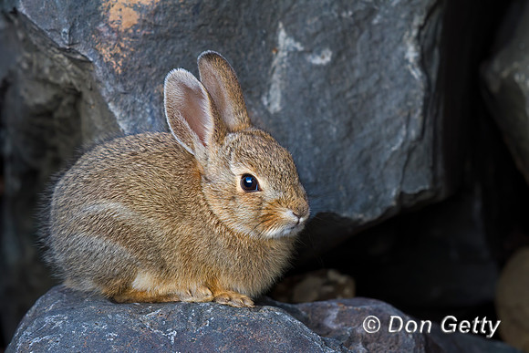 Mountain Cottontail Rabbit