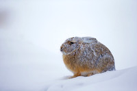 Mountain Cottontail Rabbit