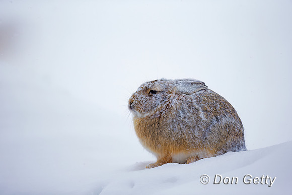 Mountain Cottontail Rabbit