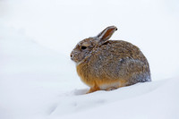 Mountain Cottontail Rabbit