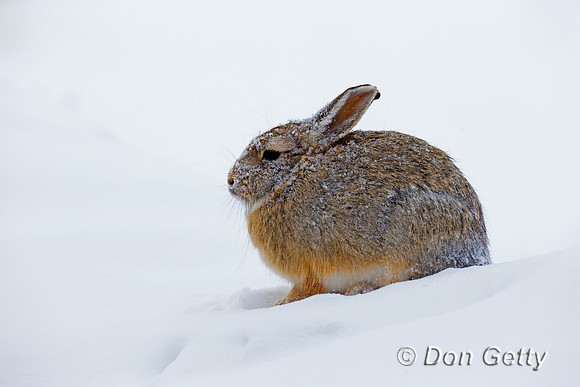 Mountain Cottontail Rabbit