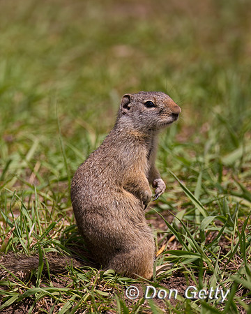 Uinta Ground Squirrel