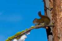 American Red Squirrel