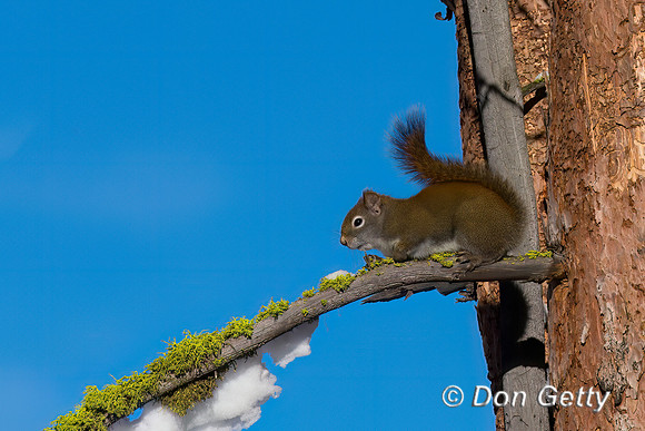 American Red Squirrel