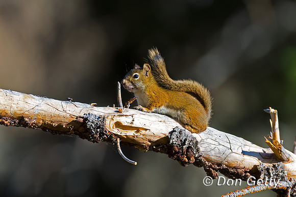 American Red Squirrel