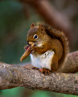 American Red Squirrel