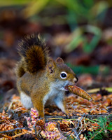 American Red Squirrel