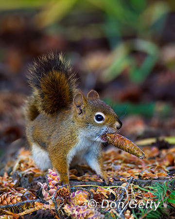 American Red Squirrel