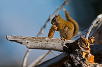 American Red Squirrel