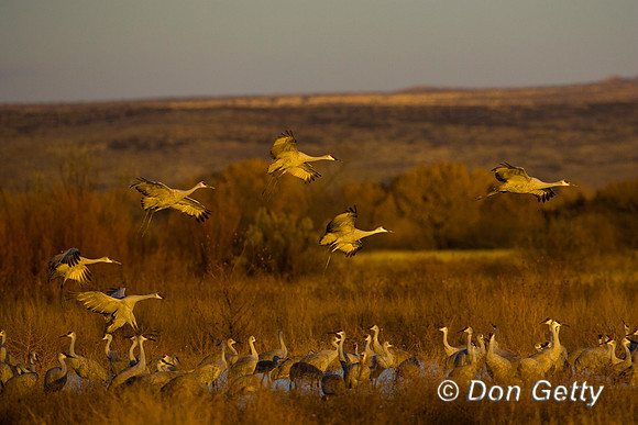 Sandhill Crane