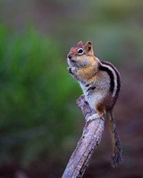 Golden-mantled Ground Squirrel