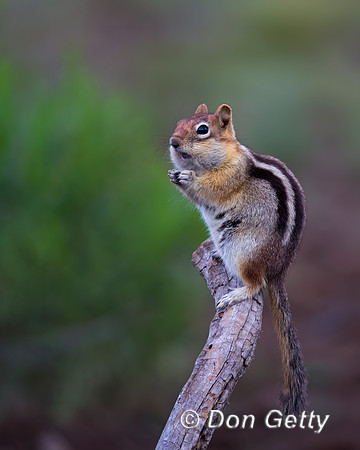Golden-mantled Ground Squirrel
