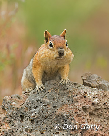 Golden-mantled Ground Squirrel