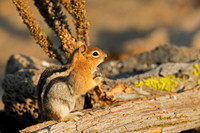 Golden-mantled Ground Squirrel