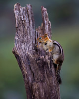 Golden-mantled Ground Squirrel