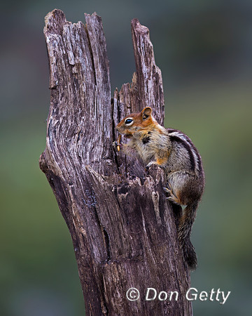 Golden-mantled Ground Squirrel