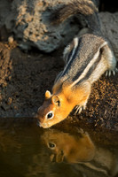 Golden-mantled Ground Squirrel