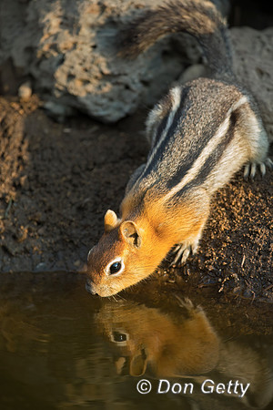 Golden-mantled Ground Squirrel