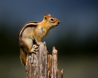 Golden-mantled Ground Squirrel