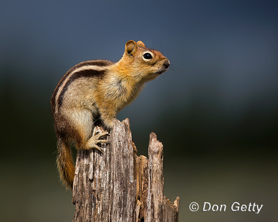 Golden-mantled Ground Squirrel