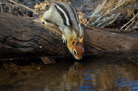 Golden-mantled Ground Squirrel