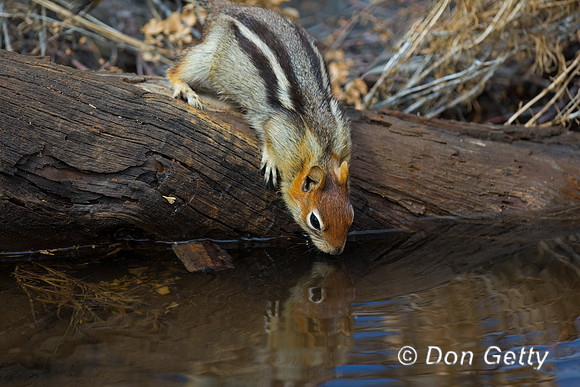 Golden-mantled Ground Squirrel