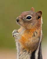 Squirrel_GMG_DSC05657