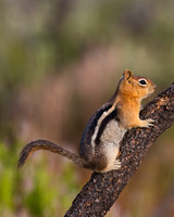 Squirrel_GMG_C8A2784