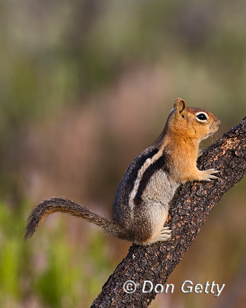 Squirrel_GMG_C8A2784